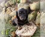Teddy - Male Dachshund Puppy for Sale - Photo #2
