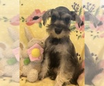 Image preview for Ad Listing. Nickname: Sassy