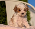 Small Photo #5 Cavapoo (Miniature) Puppy For Sale in GOSHEN, IN, USA