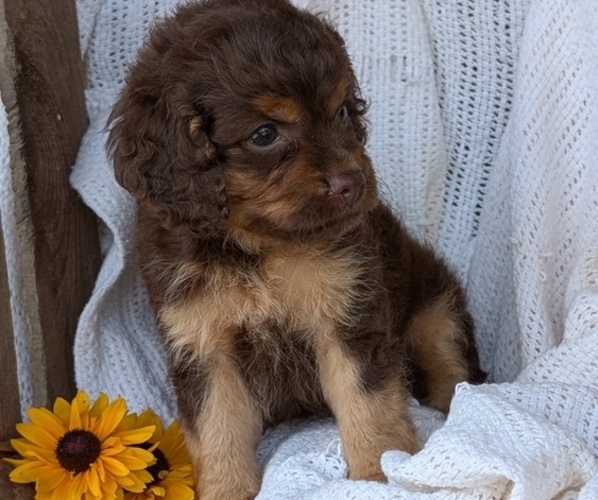 Medium Photo #19 Cock-A-Poo Puppy For Sale in GOSHEN, IN, USA