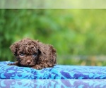 Small #9 Poodle (Toy)