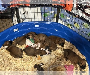 Boxer Puppy for sale in ALMA, GA, USA