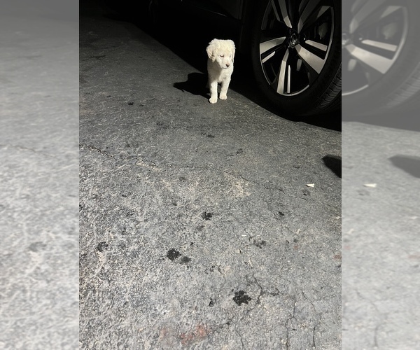 Medium Photo #4 Labradoodle Puppy For Sale in MERIDEN, CT, USA