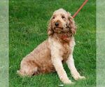 Small Photo #1 Goldendoodle (Miniature) Puppy For Sale in RONKS, PA, USA