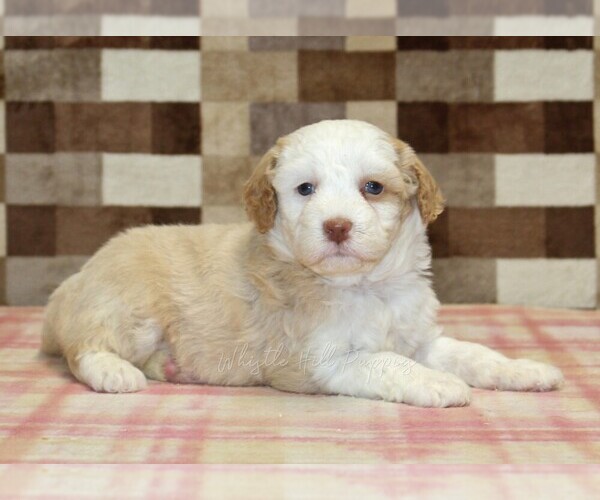Medium Photo #2 Bernedoodle (Miniature) Puppy For Sale in DENVER, PA, USA