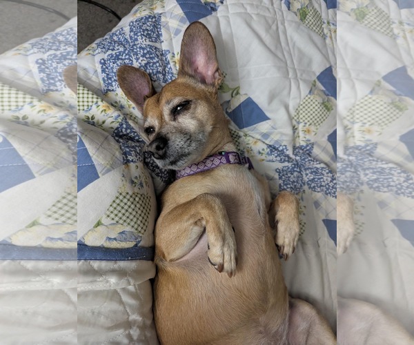 Medium Photo #4 Daug Puppy For Sale in Boonton, NJ, USA