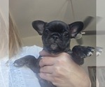 Image preview for Ad Listing. Nickname: Litter of 2