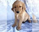 Small #4 Golden Retriever
