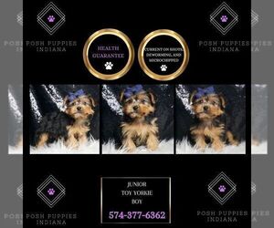 Medium Yorkshire Terrier