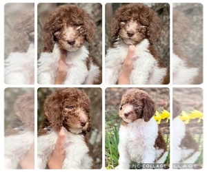 Goldendoodle Puppy for sale in SOCIAL CIRCLE, GA, USA
