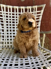Goldendoodle Puppy for sale in HOBE SOUND, FL, USA