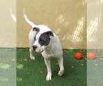 Small #18 American Pit Bull Terrier