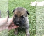 Small Photo #29 German Shepherd Dog Puppy For Sale in ROSHARON, TX, USA