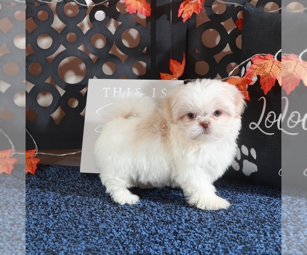 Medium Photo #1 Shih Tzu Puppy For Sale in MOUNT VERNON, OH, USA
