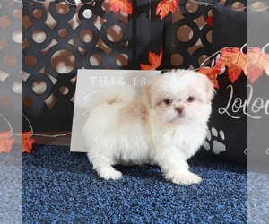 Shih Tzu Puppy for sale in MOUNT VERNON, OH, USA