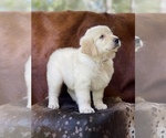 Small Photo #7 Golden Retriever Puppy For Sale in WESLEY CHAPEL, FL, USA