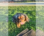 Small Photo #4 Cavalier King Charles Spaniel Puppy For Sale in CARLISLE, KY, USA