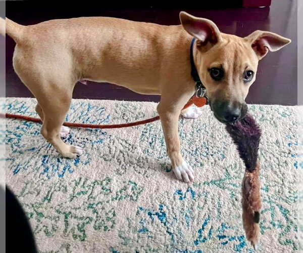Medium Photo #17 Black Mouth Cur-Labrador Retriever Mix Puppy For Sale in Rockaway, NJ, USA