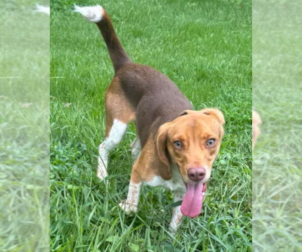 Medium Photo #5 Beagle Puppy For Sale in Dunnellon, FL, USA