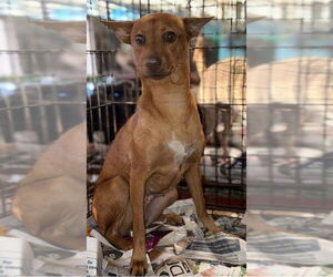 Chihuahua-Unknown Mix Dogs for adoption in Virginia Beach, VA, USA