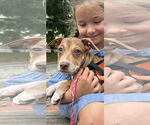 Small Photo #3 Dachshund-Unknown Mix Puppy For Sale in NYC, NY, USA