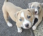 Puppy Beanz American Bully