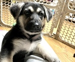 Small Photo #34 German Shepherd Dog Puppy For Sale in MERRITT IS, FL, USA