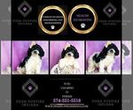 Small #5 Cavapoo (Miniature)