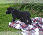 Small #2 Labrador Retriever