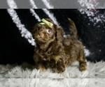 Small #6 Yorkipoo
