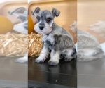 Small #6 Schnauzer (Miniature)