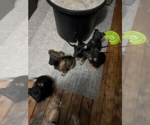 German Shepherd Dog Puppy for sale in HARTLAND, MI, USA