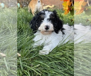 Miniature Bernedoodle Puppy for sale in LONGMONT, CO, USA