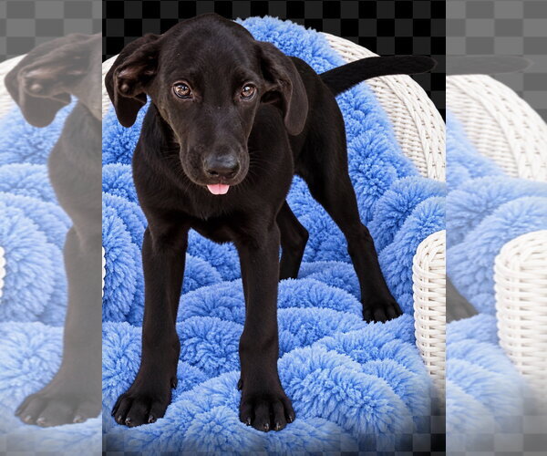 Medium Photo #2 Labrador Retriever Puppy For Sale in Southbury, CT, USA