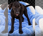 Small Photo #2 Labrador Retriever Puppy For Sale in Southbury, CT, USA