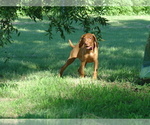 Small Photo #1 Vizsla Puppy For Sale in AMORITA, OK, USA