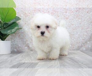 Shih-Poo Puppy for sale in MARIETTA, GA, USA