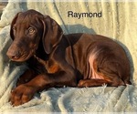 Small Photo #2 Doberman Pinscher Puppy For Sale in POMEROY, OH, USA