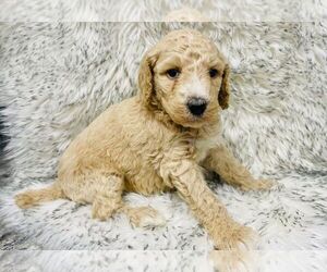 Poodle (Standard) Puppy for sale in LAWRENCE, KS, USA