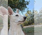 Small Photo #3 German Shepherd Dog Puppy For Sale in KANORADO, KS, USA