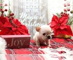 Small Photo #2 French Bulldog Puppy For Sale in TIMNATH, CO, USA