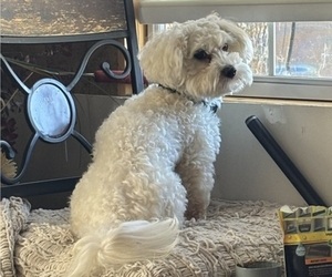 Father of the Maltipoo puppies born on 09/09/2025