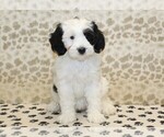 Small #2 Miniature Bernedoodle