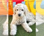 Small Photo #3 Goldendoodle-Poodle (Standard) Mix Puppy For Sale in CITRUS HEIGHTS, CA, USA
