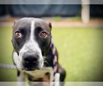 Small American Pit Bull Terrier-Border Collie Mix