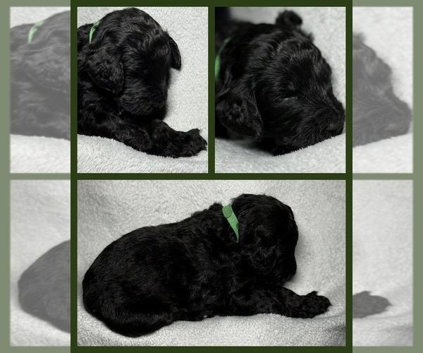 Medium Photo #6 Goldendoodle Puppy For Sale in HOWARD CITY, MI, USA