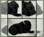 Small Photo #6 Goldendoodle Puppy For Sale in HOWARD CITY, MI, USA