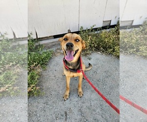 Siberian Husky-Unknown Mix Dogs for adoption in El Centro, CA, USA