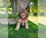 Small #2 Poodle (Miniature)