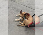 Small #21 German Shepherd Dog Mix